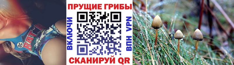 Псилоцибиновые грибы мицелий  shop телеграм  Шуя 